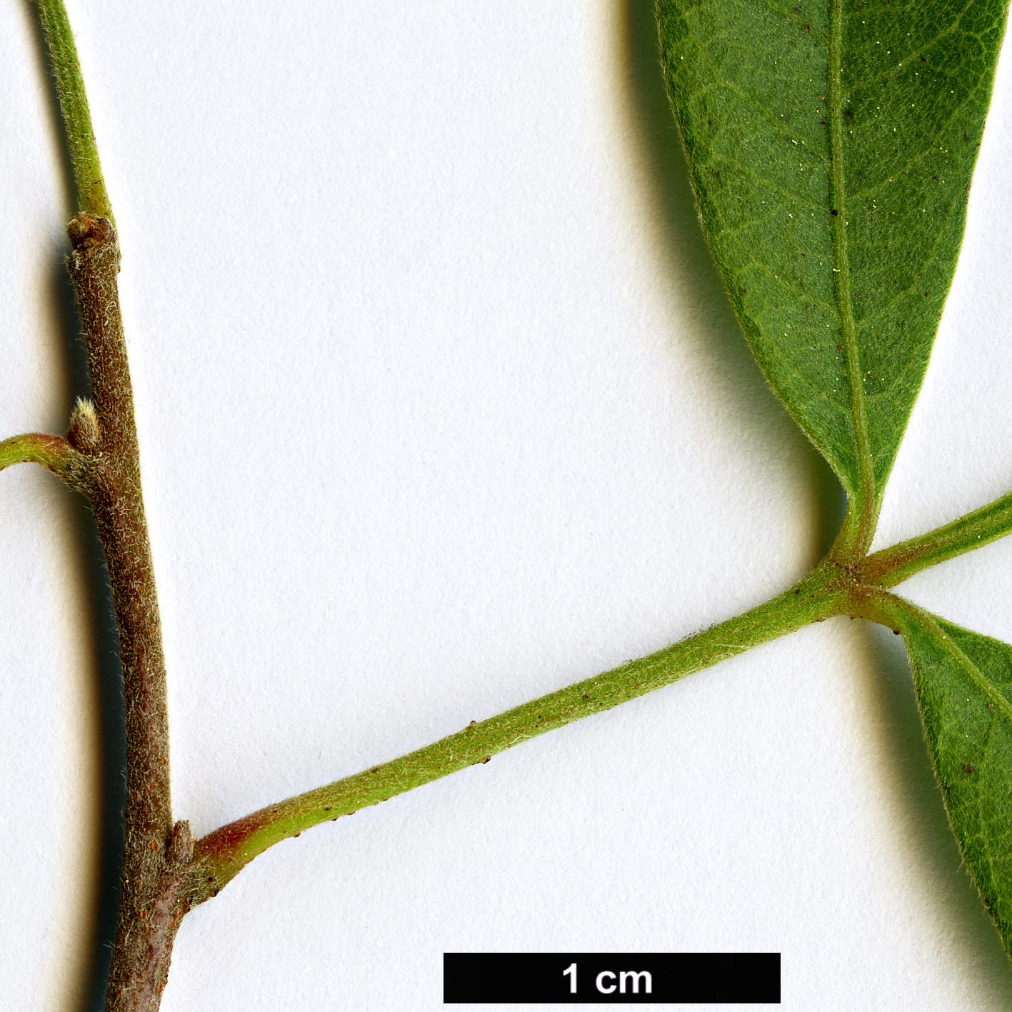 High resolution image: Family: Anacardiaceae - Genus: Rhus - Taxon: pyroides